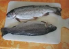 Trout, today`s diner